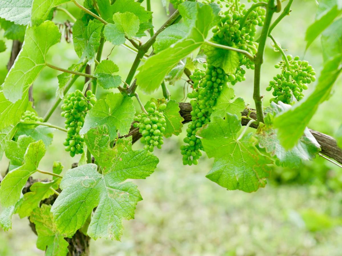 리바 델 이탈리아 베로나 Agriturismo Casa Di Campagna 빌라 외부 사진