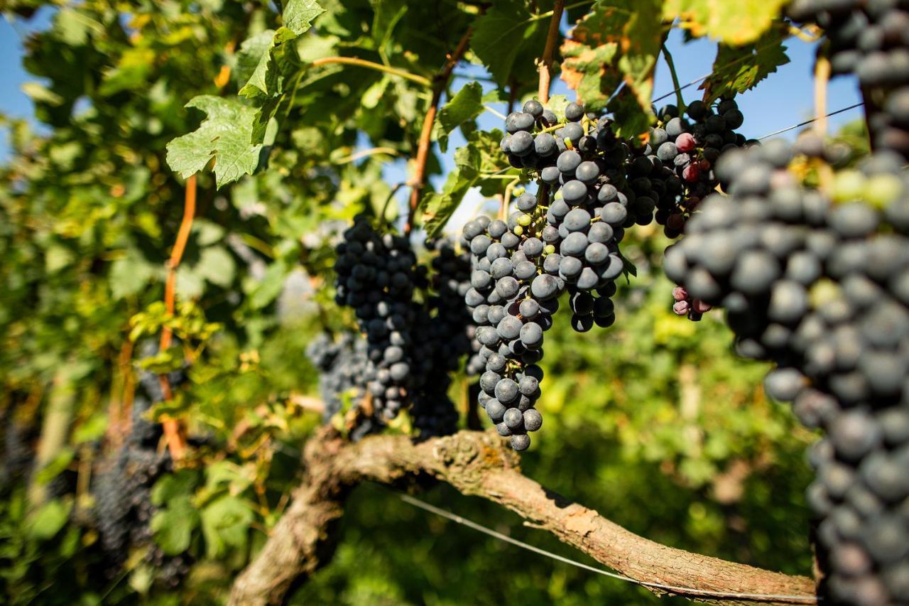 리바 델 이탈리아 베로나 Agriturismo Casa Di Campagna 빌라 외부 사진