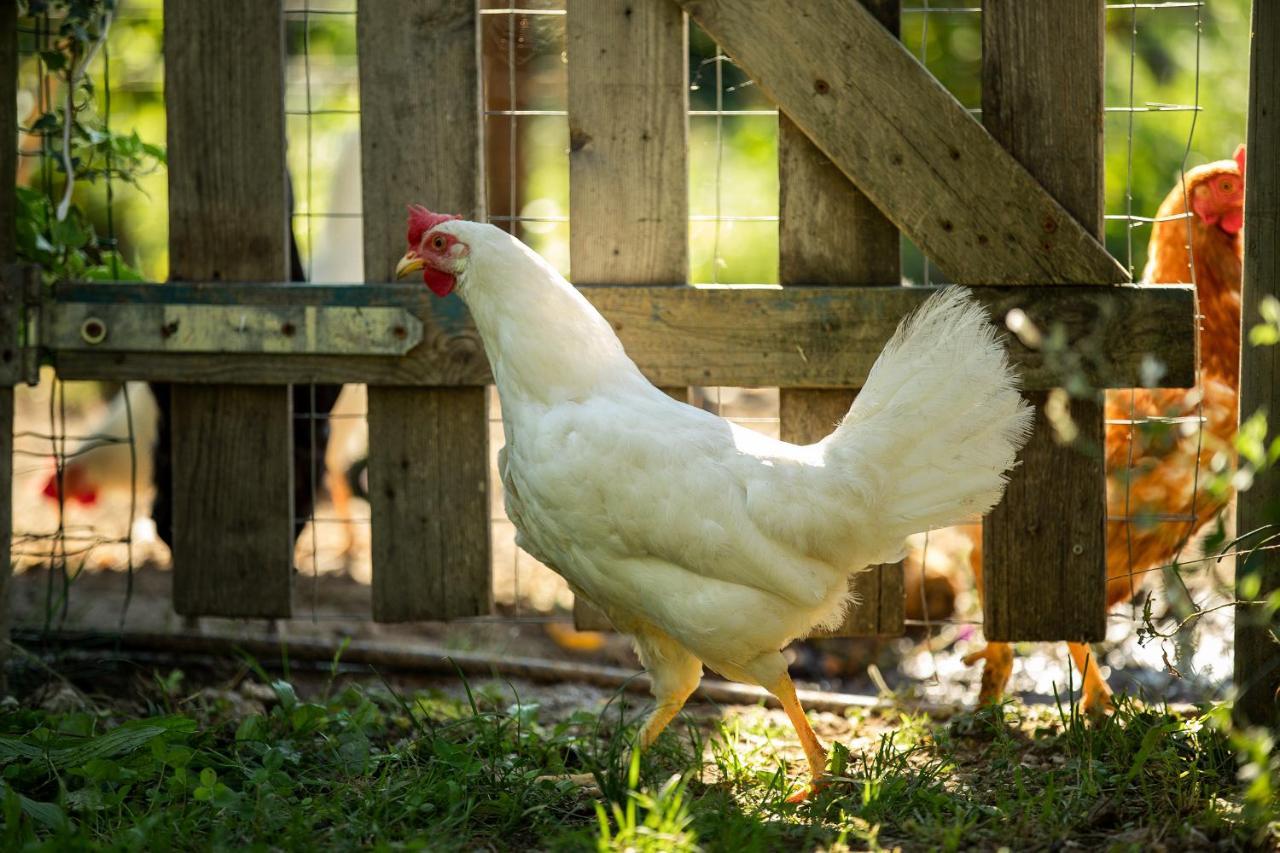 리바 델 이탈리아 베로나 Agriturismo Casa Di Campagna 빌라 외부 사진